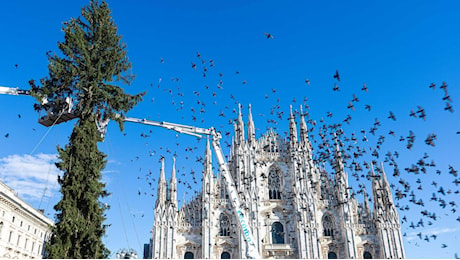 In piazza Duomo prende forma l'albero di Natale: un gigante di 42 metri ispirato alle Olimpiadi 2026