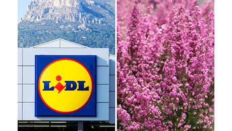 Scopri le piante Lidl in offerta questa settimana: verde e fiori per interni ed esterni