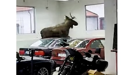 Alce infuriato entra in un’officina e distrugge le auto parcheggiate. Il video