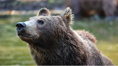 Va a raccogliere funghi, aggredito e ferito da un orso. Animalisti: «No all’abbattimento»