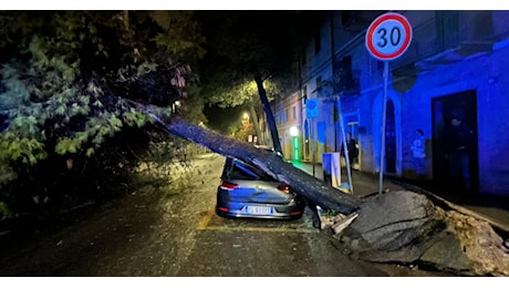 Macerata, grosso pino sradicato dal vento si abbatte su un'auto in sosta: strada chiusa (FOTO)