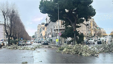 Gli alberi di Messina messi a dura prova da venti sui 115 km/h