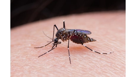 Malaria senza viaggi, scoperto caso autoctono a Verona