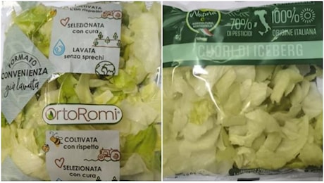 Listeria nell’insalata in busta, richiamati lotti in tutta Italia: ecco i marchi coinvolti