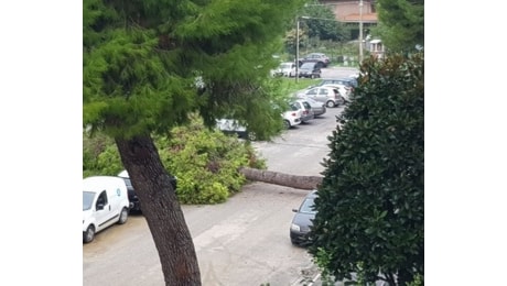 Foto Notizia - Alberi caduti in strada a Senigallia a causa del maltempo