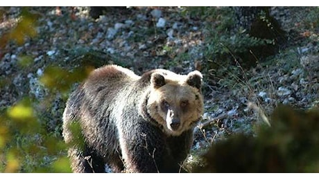 Orsi, gli animalisti sul referendum: Solo uno sfogo per cittadini strumentalizzati