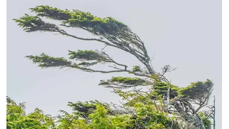 Jesi / Vento: allerta meteo arancione, domani parchi e cimiteri chiusi