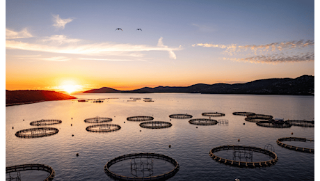 Aquaculture Stewardship Council (ASC) sviluppa il suo impegno in Italia