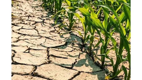 Centro Sud senz'acqua, l'allarme: tra 3 settimane l'agricoltura sarà a secco in tre Regioni