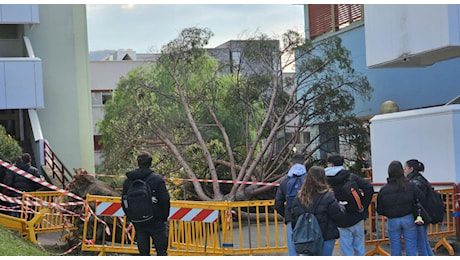 Fisciano, perizia sull'albero caduto: le condizioni degli studenti feriti