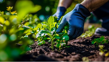 “Diamo il via alla transizione agro-ecologica”: nasce l’alleanza tra Slow Food, Legambiente e Federbio