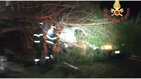 Albero secolare cade sulla Statale 280 e colpisce un furgone