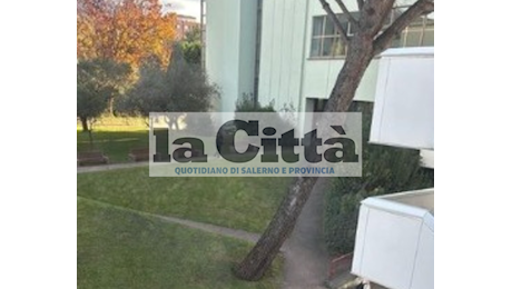 Albero caduto a Unisa, la foto virale: «Il pino traballante da giorni»