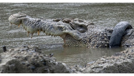 12enne si tuffa per una nuotata e sparisce nel nulla: Sbranato da un coccodrillo di acqua salata, sono i più grossi e pericolosi