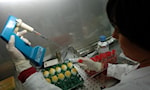 Rischio di pandemia aviaria: esperti avvertono di casi umani sottostimati