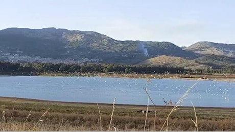 Laghi della Sicilia sempre più a secco, i gabbiani fanno razzia di pesci