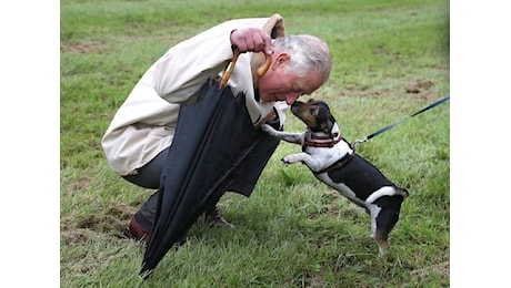 Uk, morta la cagnolina della Regina Camilla: il messaggio sui social