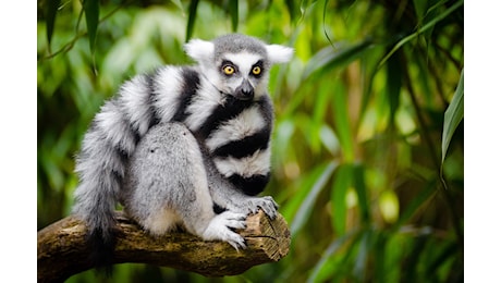 Campi Flegrei, evacuazione allo zoo di Napoli: tra lemuri e giraffe, anche una tigre di peluche “salvata”