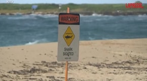 Hawaii, attore-bagnino muore attaccato da uno squalo