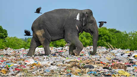 “Un pianeta senza plastica”. Il mondo insegue l’ultima utopia