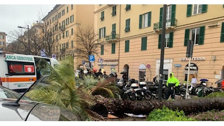 Morte dopo crollo palma, tra gli indagati l’ex direttore generale di Aster e il capo progetto di Euroflora