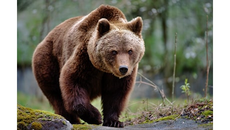 Uomo ferito da un orso in Trentino