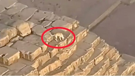 Cane in cima a una Piramide di Giza: la triste realtà dietro il video