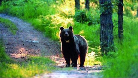 Trentino, fungaiolo di 33 anni aggredito da un orso: «L'animale lo ha colto alle spalle, pronti ad abbatterlo»