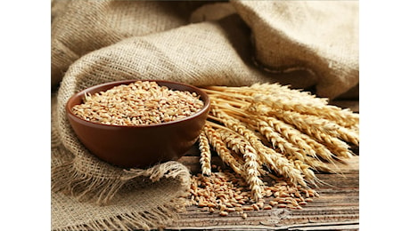 Produzione del grano duro ancora giù in Toscana (-15%)