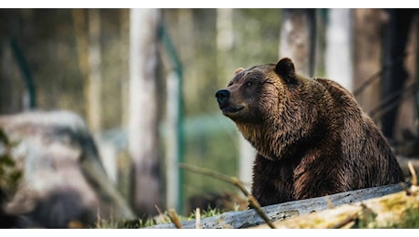 La Provincia di Trento ha abbattuto anche l’orso M91