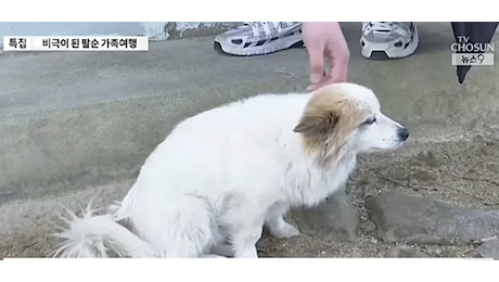 Lo strazio di questo cagnolino fedele: da giorni attende sulla porta il ritorno dei padroni morti nel disastro aereo in Corea del Sud