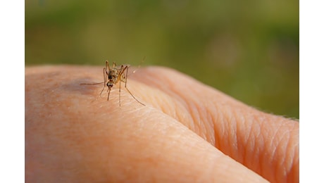 70enne del Basso Mantovano colpito dal West Nile. Allerta donazioni di sangue