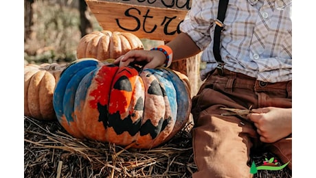 I migliori campi di zucche da visitare in autunno a Roma