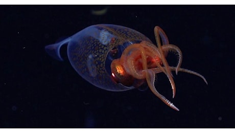 Un calamaro colossale è stato filmato per la prima volta nell'oceano
