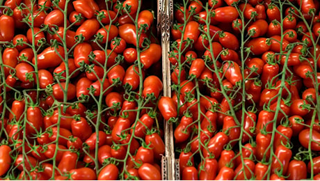 Pomodoro cinese spacciato per italiano: i supermercati negano