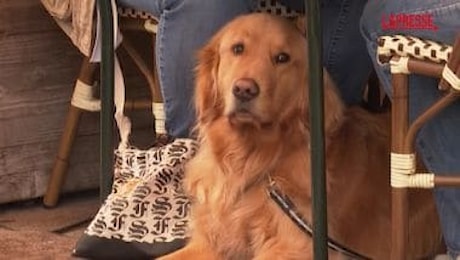 Cambiano le regole, cani e gatti potranno salire a bordo in aereo