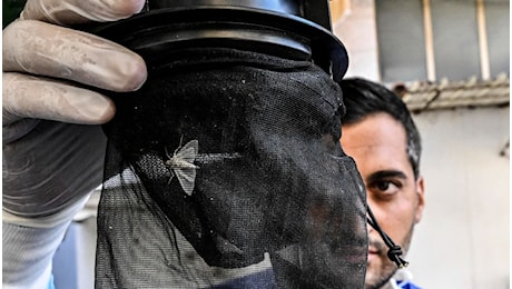 West Nile, 76enne di Grazzanise quinto morto in Campania: è la nona vittima del virus in Italia