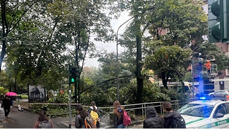 Milano sotto la pioggia, un albero cade in piazza Lega Lombarda: due feriti. Allerta arancione dalle 21