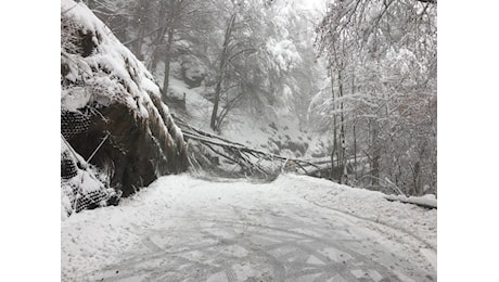 Piante a terra con la neve, ore intense di lavoro per i Vigili del Fuoco