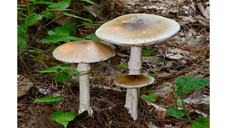 Mangia dei funghi e poi finisce in ospedale: morto un uomo