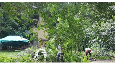 Milano, Comune ordina abbattimento degli alberi del Giardino di via Scaldasole, la piccola oasi verde all'angolo con corso di Porta Ticinese